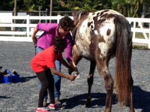 Horses as therapy2